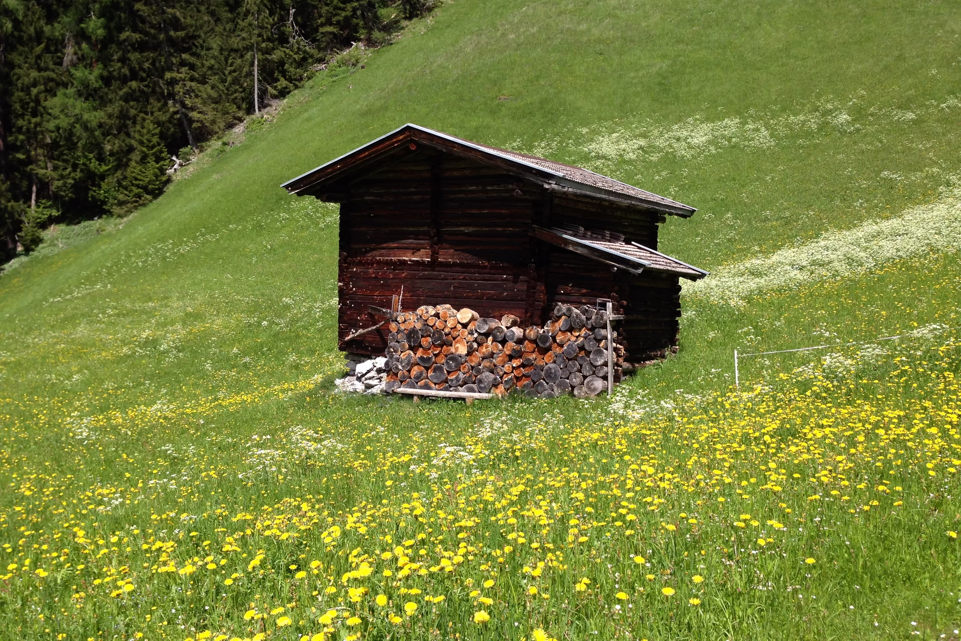 Holzschuppen auf Sommerwiese am Brandberg – Zillertal Mayrhofen Kleiner Holzschuppen mit aufgeschichtetem Brennholz auf einer grünen Sommerwiese bei Mayrhofen im Zillertal | Brandberg | umgeben von Wald und blühenden Wiesenblumen.